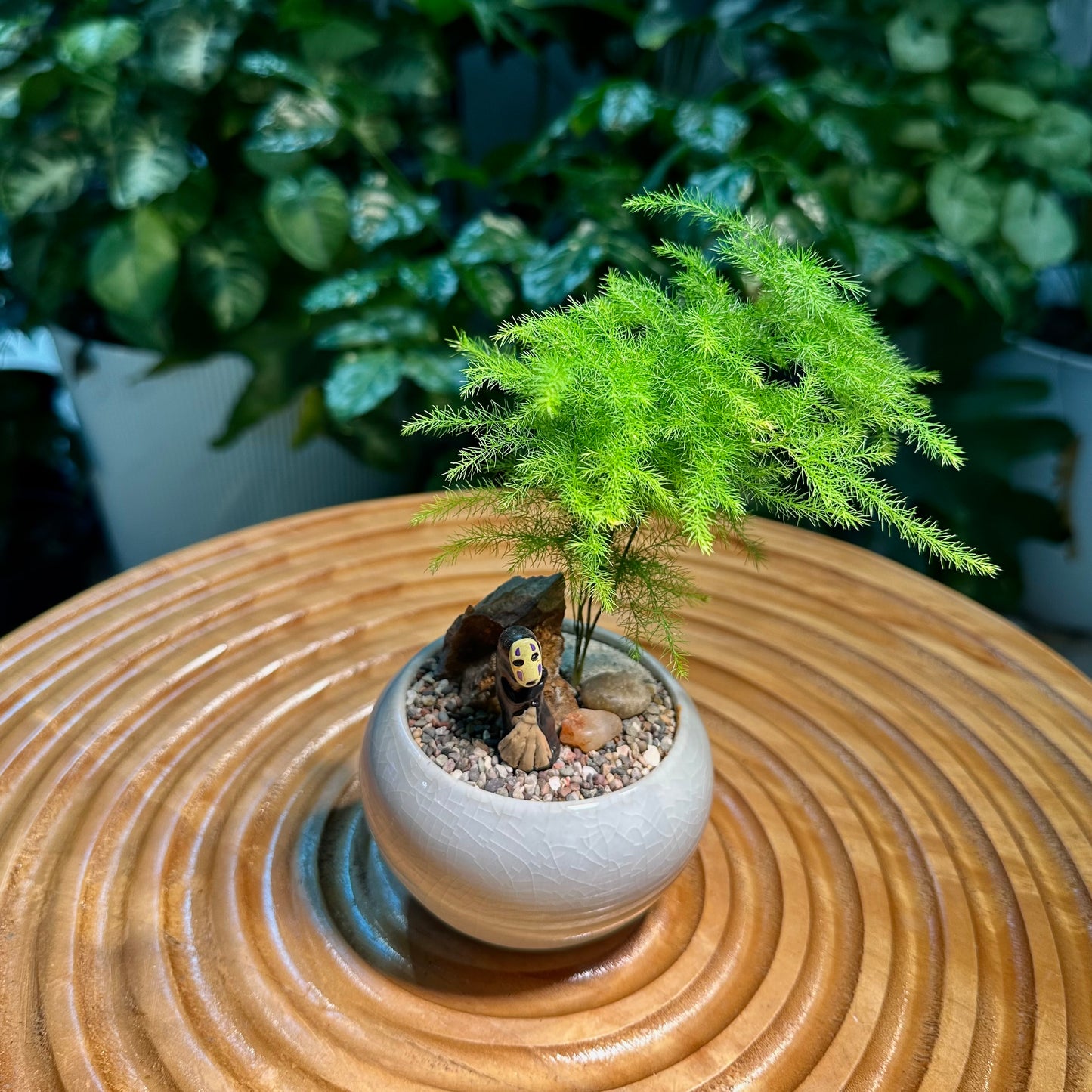 Asparagus Fern in White Ceramic Pot