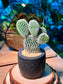 Bunny Ears Cactus (Mickey Mouse) in Matt Black Pot
