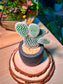 Bunny Ears Cactus (Mickey Mouse) in Matt Black Pot