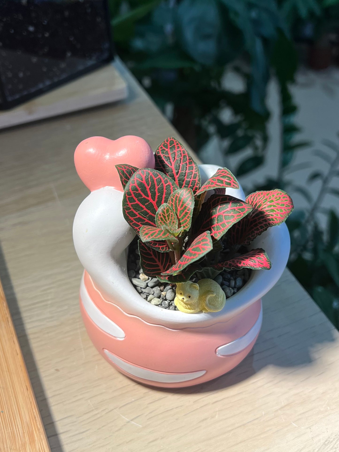 Fittonia in Lovely Heart Pot