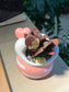Fittonia in Lovely Heart Pot