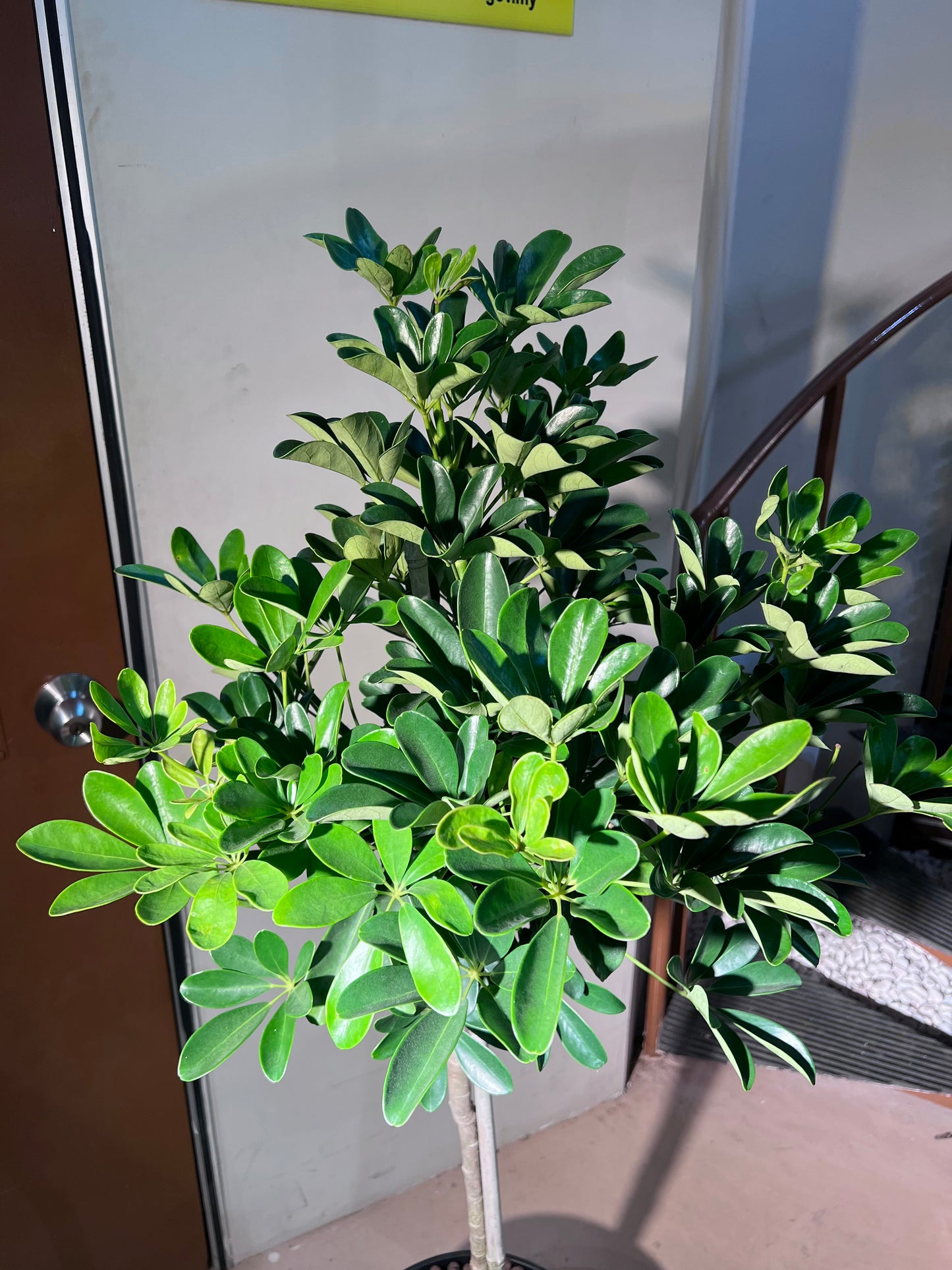 Dwarf Umbrella Tree (鸭脚木) in High Density Polymer Pot