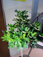 Dwarf Umbrella Tree (鸭脚木) in High Density Polymer Pot