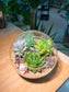 Succulent Arrangement in Round Glass (L)