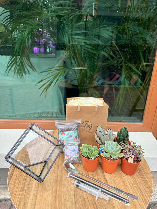 Cubical Glass Succulent Terrarium DIY Set-Black Frame