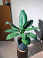Peace Lily (Spathiphyllum 白掌) in Stone Textured Pot