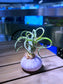 Airplant in Light Purple Seashell