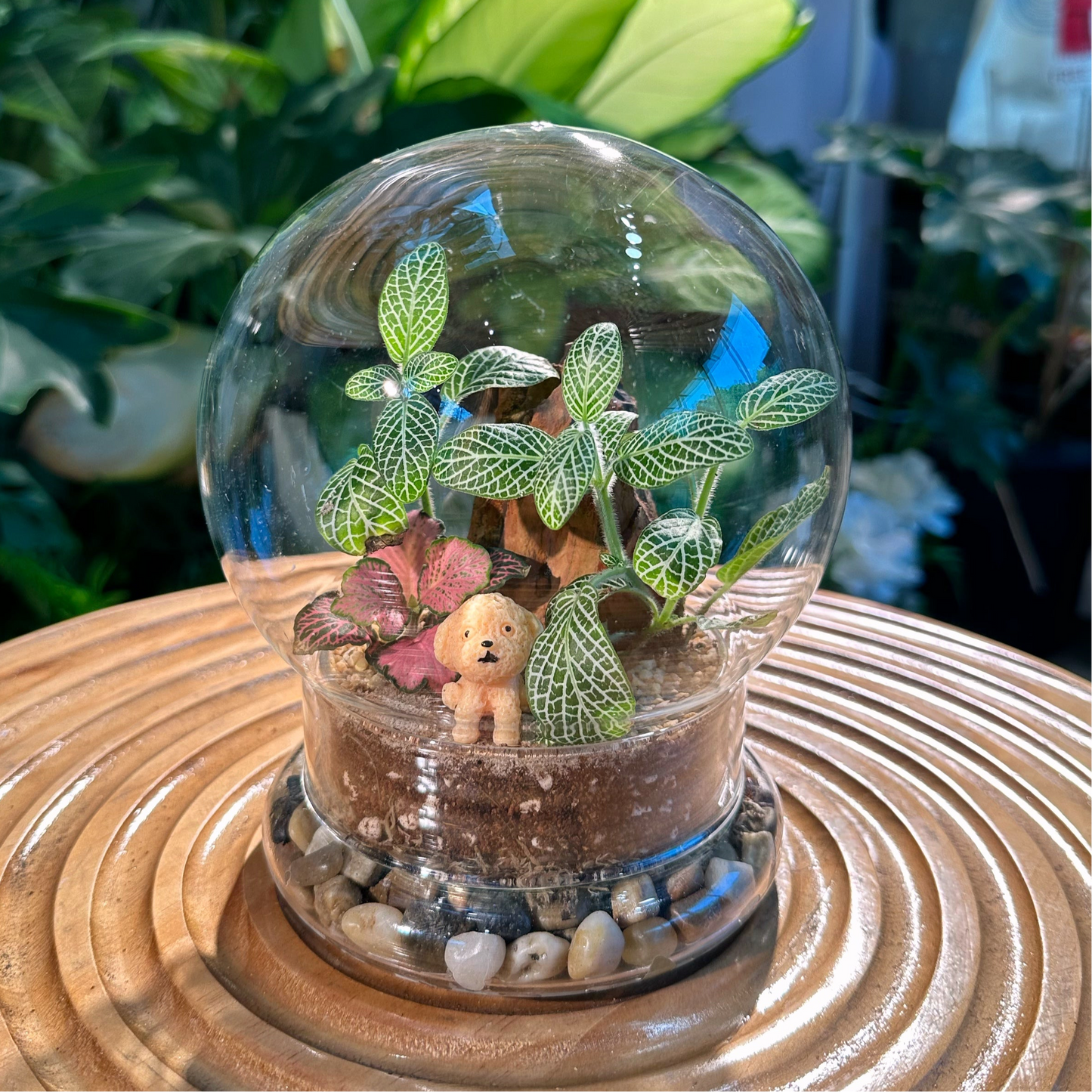 Fittonia in Dome Glass Terrarium