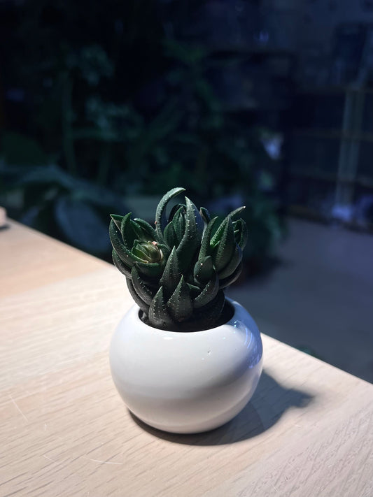 Haworthia in Small Round Ceramic Pot