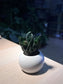 Haworthia in Small Round Ceramic Pot