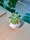 Golden Glow (石莲花黄丽) Succulent in Matte Cute Ceramic Pot