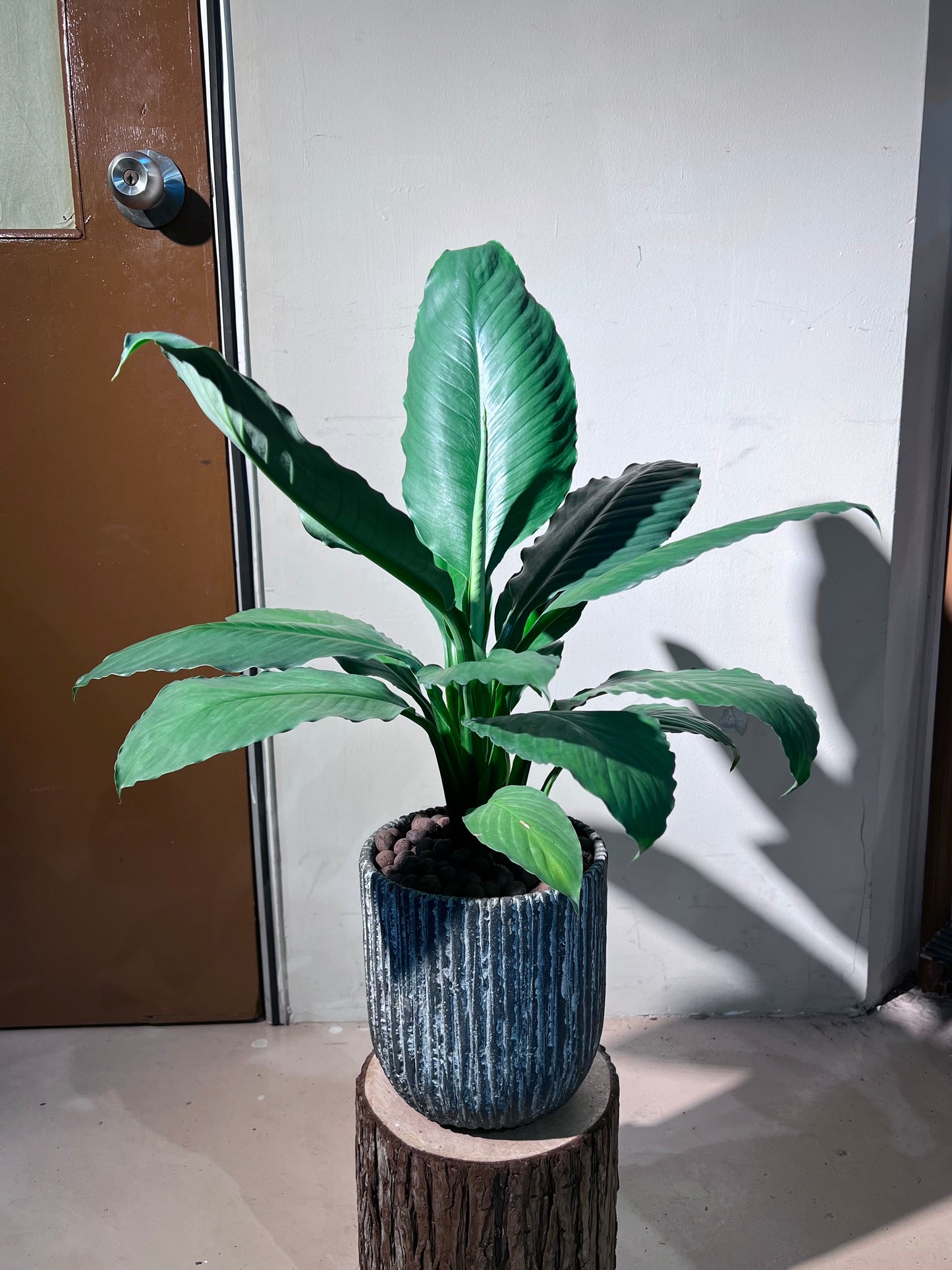 Peace Lily (Spathiphyllum 白掌) in Stone Textured Pot