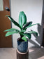 Peace Lily (Spathiphyllum 白掌) in Stone Textured Pot