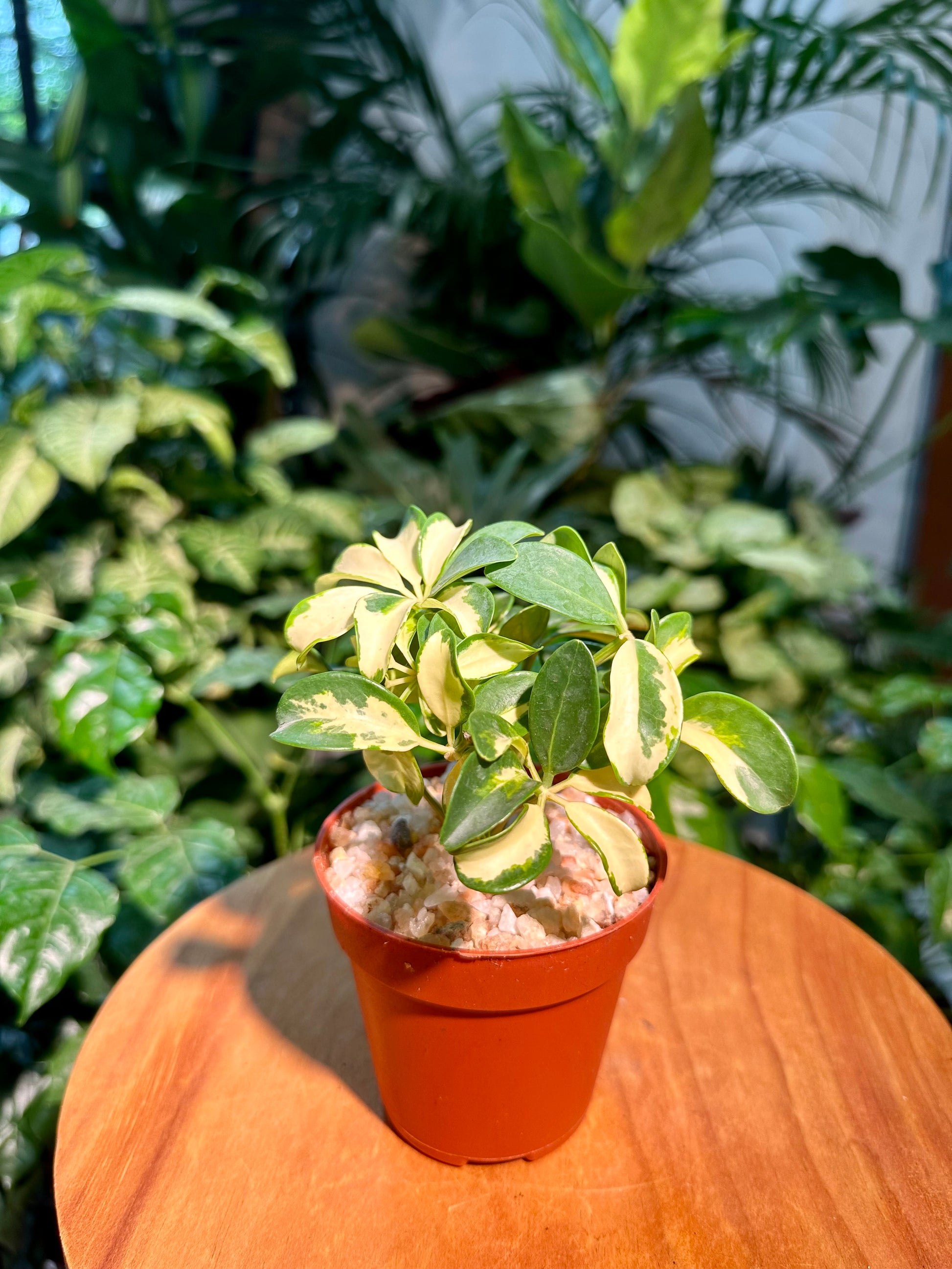 schefflera arboricola variegated 'umbrella' Schefflera Arboricola Variegated in Plastic Pot (aka Umbrella Plant)