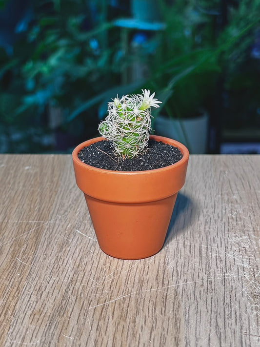 Cactus (仙人掌) Thimble Cactus in Terracotta Pot
