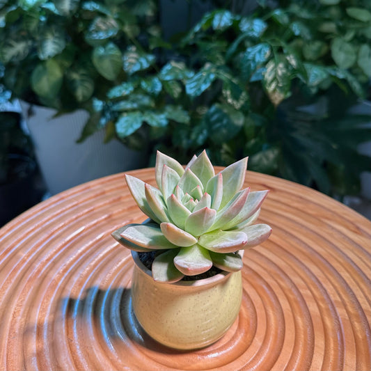 Echeveria Collection in Yellow Ceramic Pot