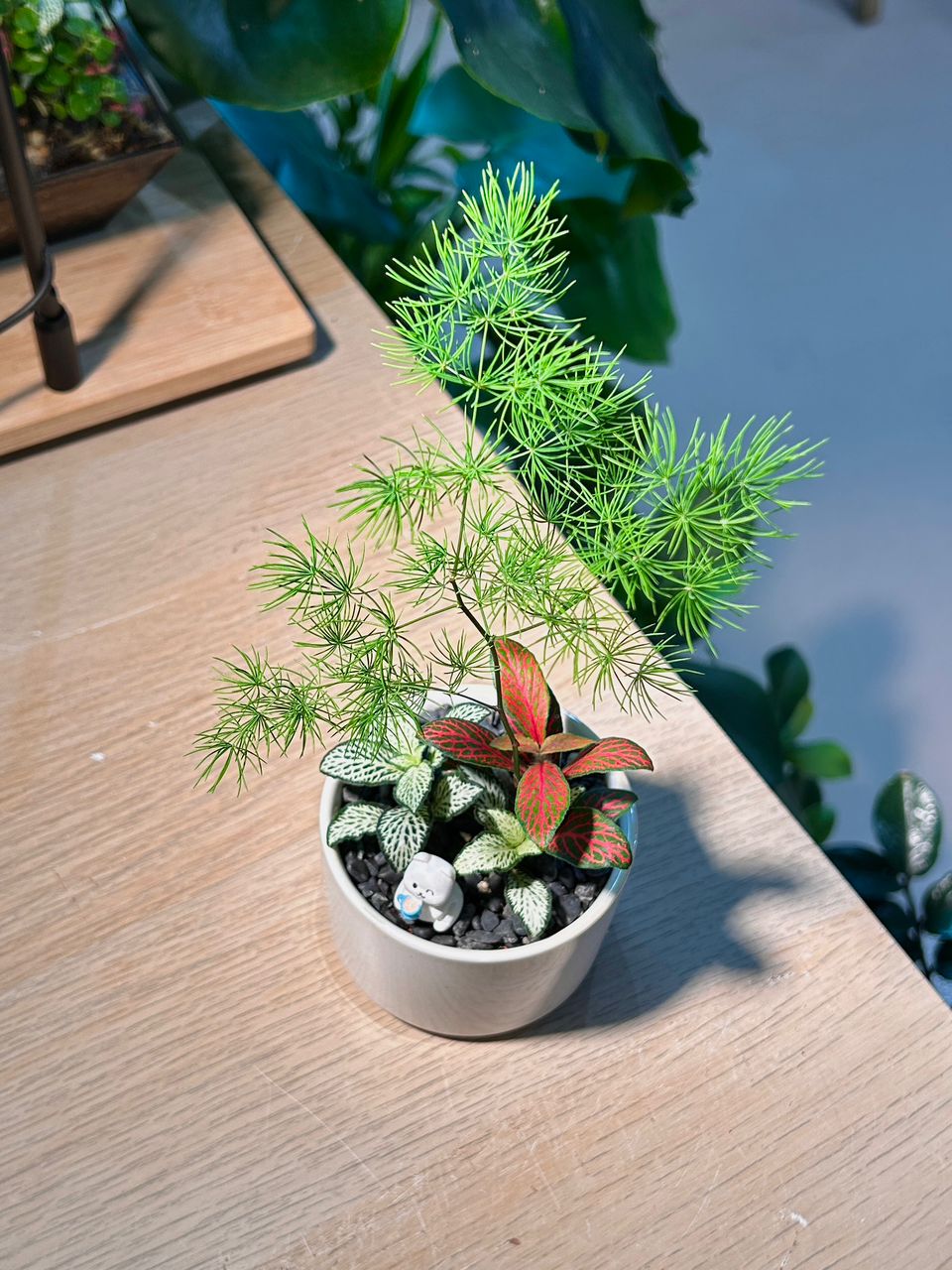 Indoor Plant Arrangement Foxtail Fern & Fittonia (狐尾冬& 网纹草) in White Glazed Ceramic Pot