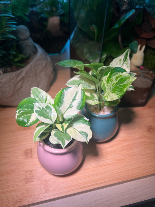 Golden Pothos in Pink/Blue Ceremic Pot