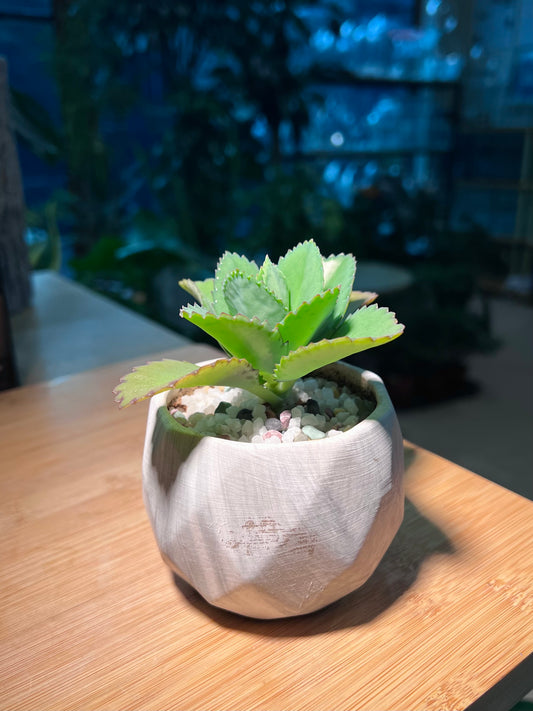 Kalanchoe Pinnata in Greyish Textured Ceramic Pot