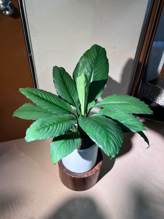 Peace Lily (Spathiphyllum η½ζ) in High Density White Pot