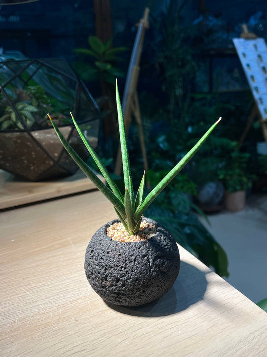 Snake Plant (虎尾兰 Sansevieria Francisii) in Black Concrete Pot