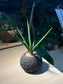 Snake Plant (虎尾兰 Sansevieria Francisii) in Black Concrete Pot