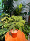 Araucaria Cunninghamii Seedling in Plastic Pot