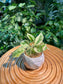 Pothos Njoy in Marble Designer Pot