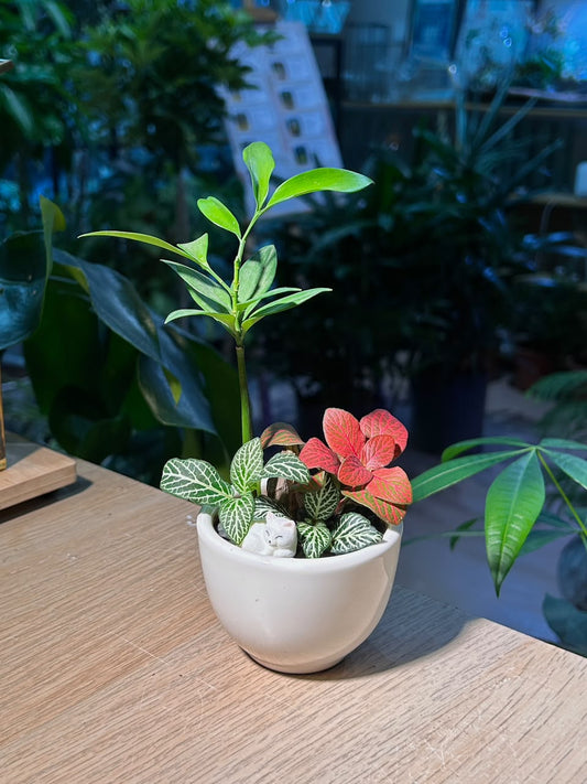 Indoor Plant Arrangement Fittonia & Nageia Nagi (η½ηΊΉθ & η«Ήζ) in White Ceramic Pot