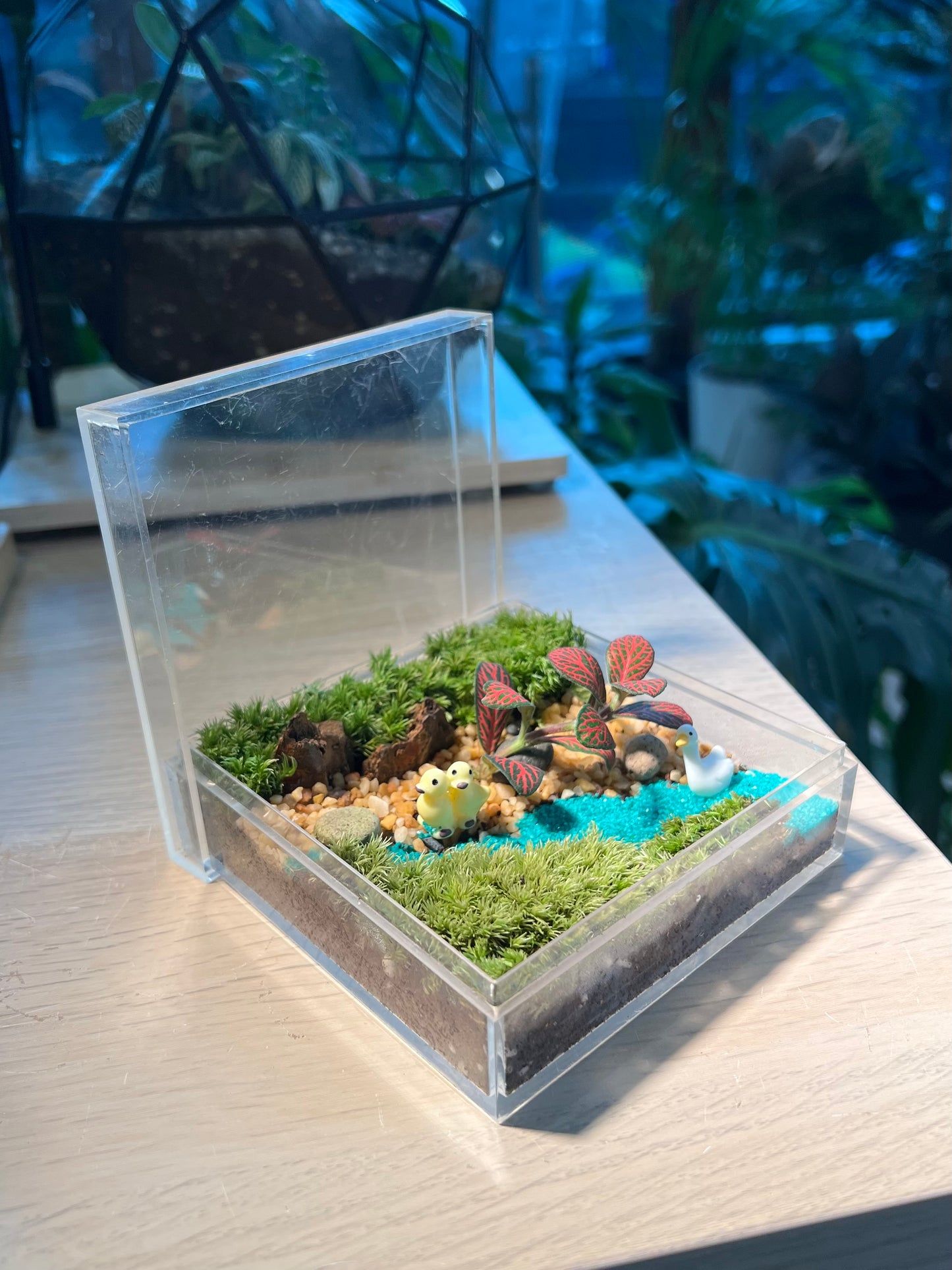 Fittonia with Moss Arrangement in Arcylic Terrarium (L1)