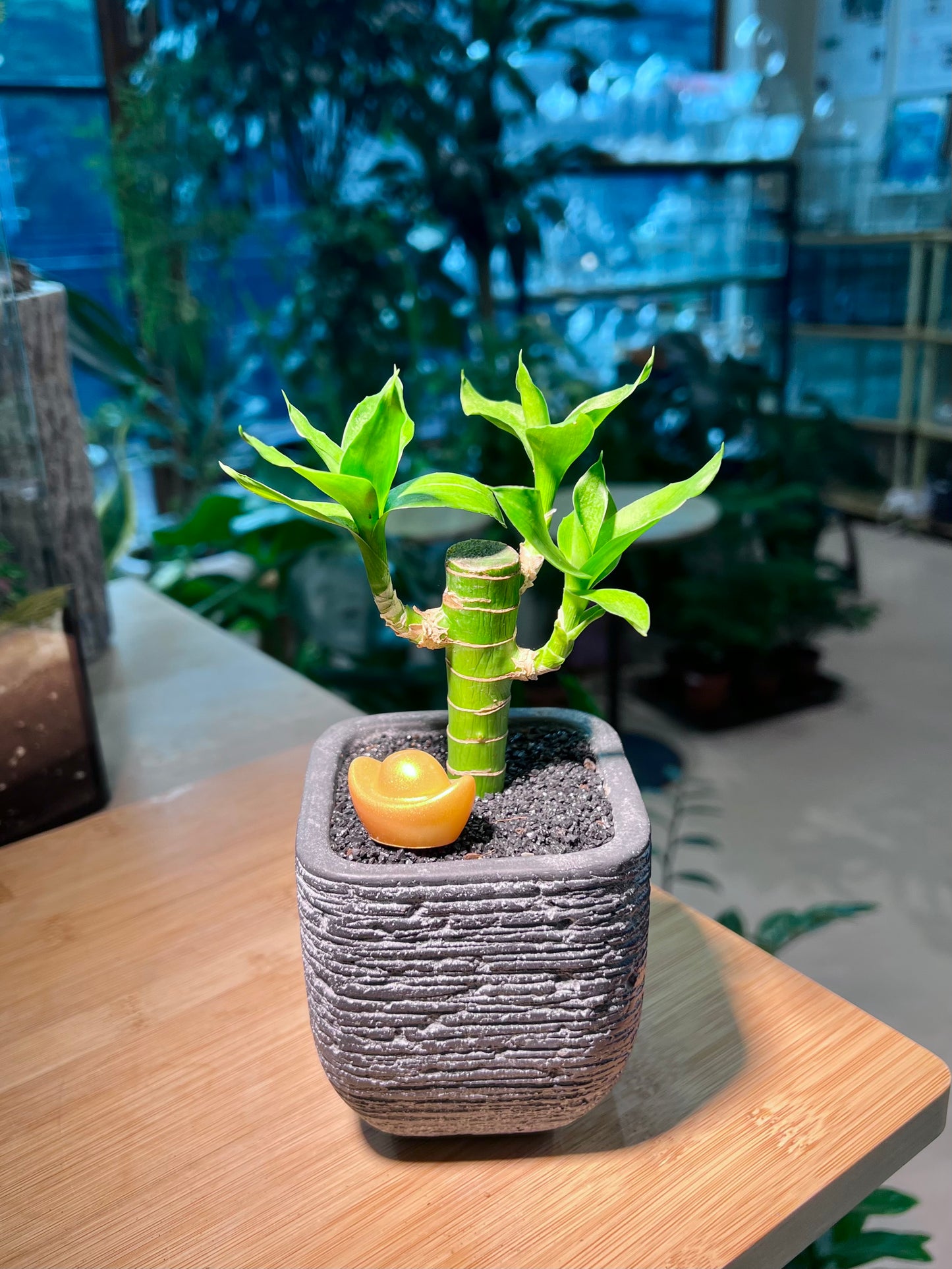 Bamboo Plant in Sqaure Black Ceramic Pot with Gold Ingot Figurine