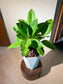 Ficus Elastica (Rubber Plant) in White Ceramic Pot