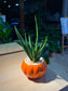 Sansevieria Francisii (Snake Plant) in Pumpkin Ceramic Pot