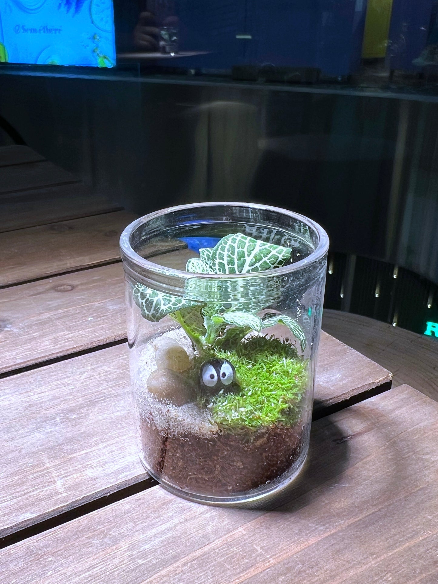 Fittonia with Moss Arrangement in Small Cylindrical Glass