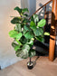 Artificial Ficus Lyrata (琴叶榕) in Black Polymer Pot
