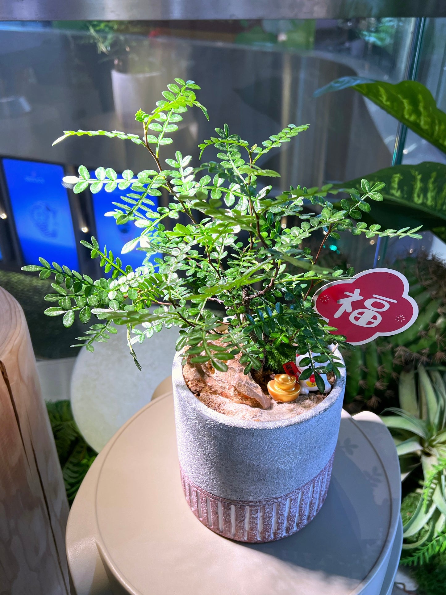 Japanese Pepper Bonsai 胡椒木 in Matt Textured Designed Pot