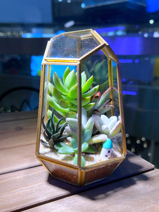 Succulent Arrangement in Golden Frame Tall Polygonal Terrarium