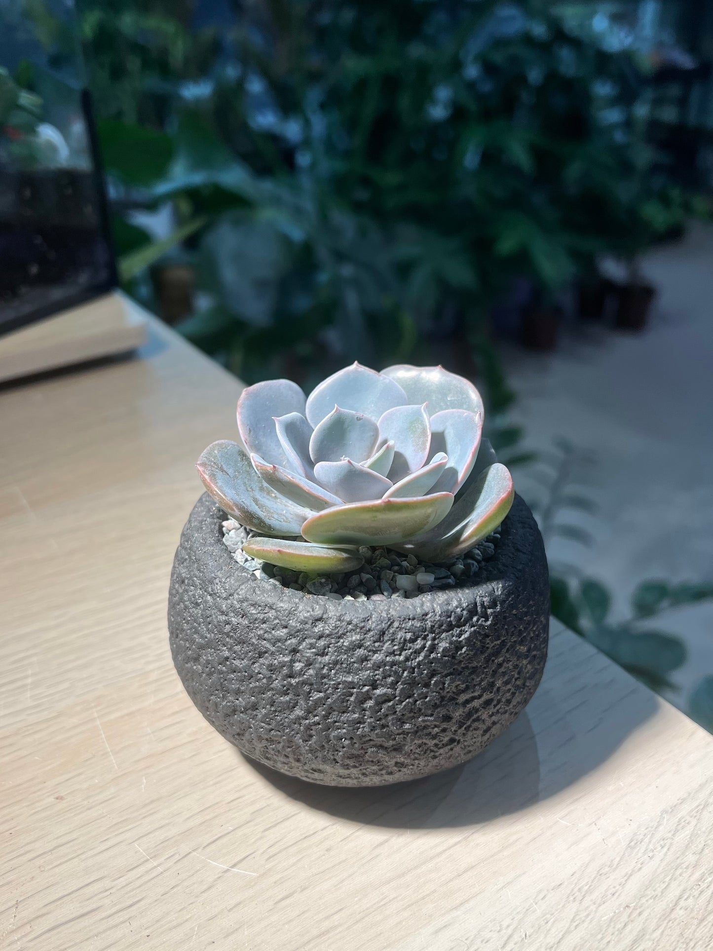 Echeveria ‘Dusty Rose’ in Matt Black Pot