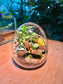 Indoor Plant in Cute Glass Terrarium 🪺🐣
