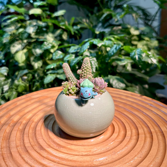 Succulent Arrangement in Designer Pot