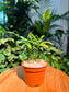 Podocarpus Seedling in Plastic Pot