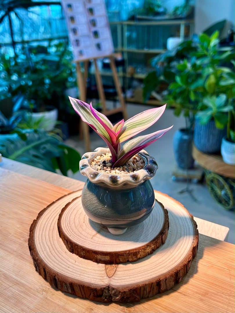 Tradescantia Spathacea Tricolor (Succulent) in Ceramic Pot
