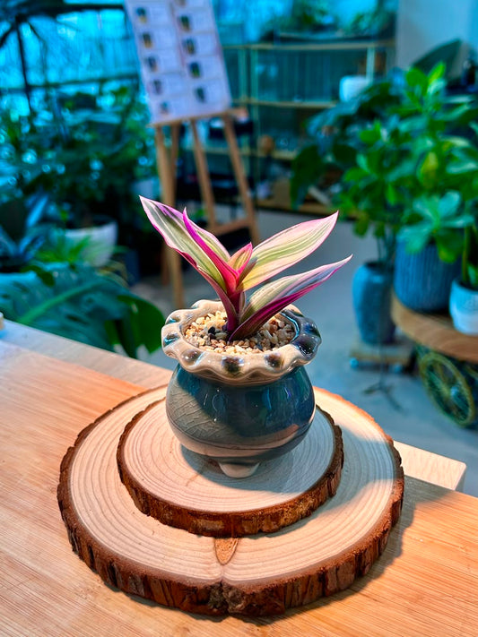 Tradescantia Spathacea Tricolor (Succulent) in Ceramic Pot