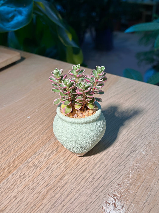 Sedum Spurium Tricour ( ε°ηη«η°ι¦ ) Phedimus Spurius in Green Texture Ceramic Pot