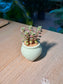 Sedum Spurium Tricour ( 小球玫瑰锦 ) Phedimus Spurius in Green Texture Ceramic Pot
