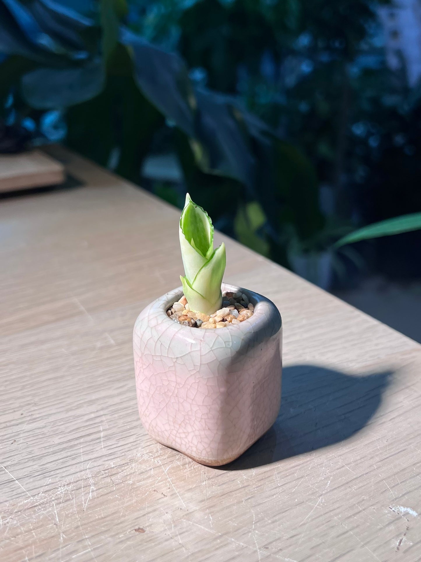 Snake Plant (虎尾兰) in Pinkish Ceramic Pot