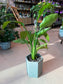 Bird of Paradise (天堂鸟) in High Density Claypot