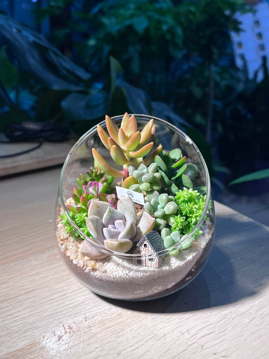 Succulent Terrarium in Slanted Glass (L)