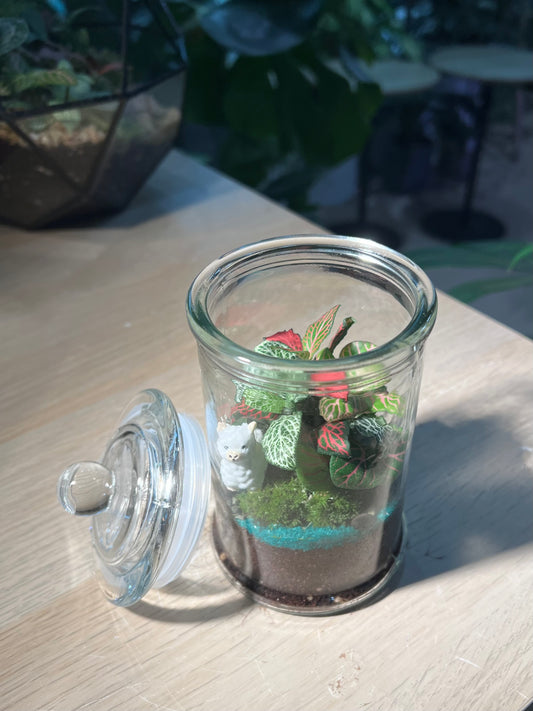 Indoor Plant Terrarium in Glass Jar (M)