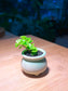 Portulacaria in Mint Green Ceramic Pot